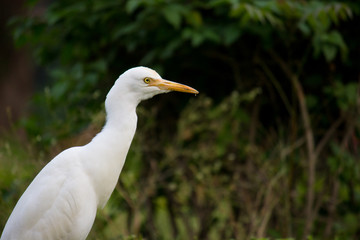 Cattle egret in its natural habitat