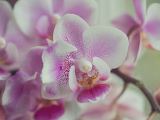 Phalaenopsis orchids. Beautiful varietal rare orchid. Beautiful indoor flowers close-up.