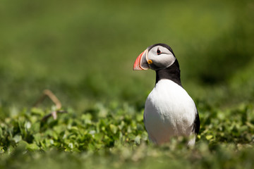 Atlantic puffin (Fratercula arctica) at breeding burrow displaying or foraging, breeding season, Farne Islands, Northumberland, United Kingdom