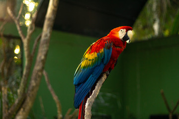 macaw red