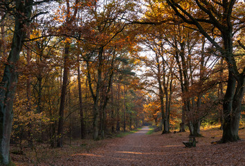 Obraz premium die Teverener Heide im Herbst bei Geilenkirchen / Kreis Heinsberg an der niederländischen Grenze