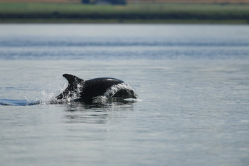 Fototapeta premium Common bottlenose dolphin (Tursiops truncatus), or Atlantic bottlenose dolphin, foraging for salmon at high tide, Cromarty point, Scottish Highlands, United Kingdom
