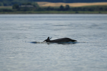 Common bottlenose dolphin (Tursiops truncatus), or Atlantic bottlenose dolphin, with calf,  foraging for salmon at high tide, Cromarty point, Scottish Highlands, United Kingdom