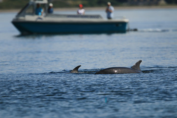 Fototapeta premium Common bottlenose dolphin (Tursiops truncatus), or Atlantic bottlenose dolphin, with calf, foraging for salmon at high tide, Cromarty point, Scottish Highlands, United Kingdom