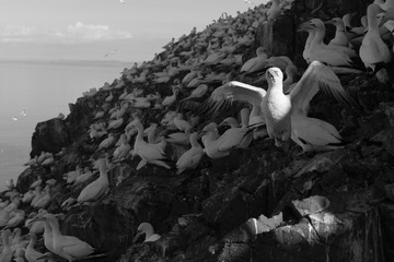 Northern Gannet (Morus bassanus) colony on bass rock with sunlight hitting singular bird, Bass Rock, Scotland, United Kingdom black and white