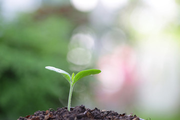 Young green plant growing