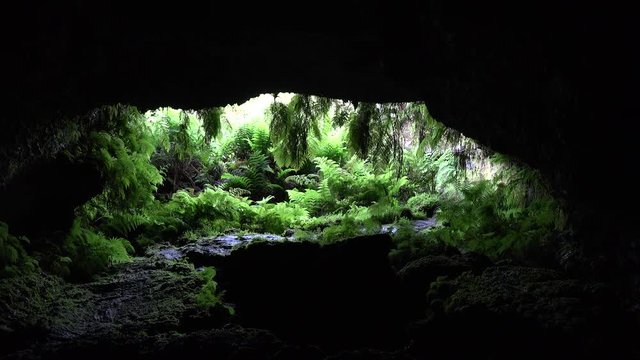Lava tube entrance with fern vegetation