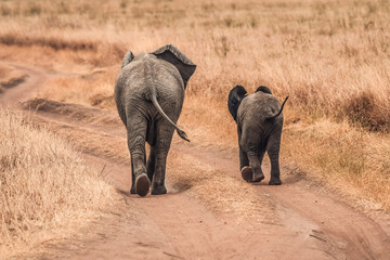 Baby Elephants of Africa 