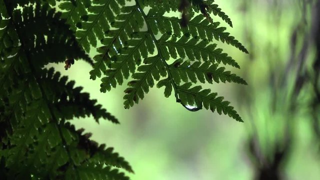 Fern leaves with water drop