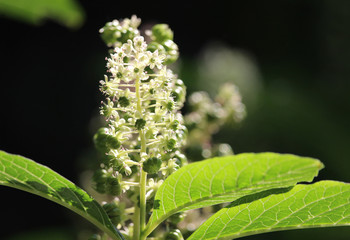 The beautiful white flowers of the Phytolacca plant also known as pokeweed.