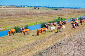 Obraz premium herd of cows grazing near river 