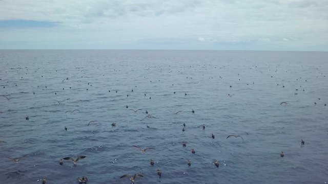 Flight over Cory&acute;s shearwater birds, slow motion shot