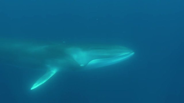 Underwater shot of majestic fin whale passing