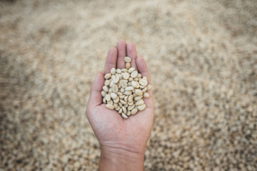 Parchment coffee Dried beans Coffee,  Coffee drying in the house