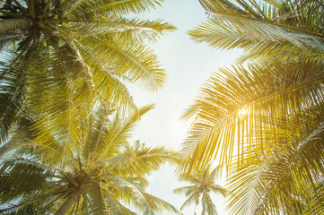 coconut palm trees againt blue sky and sunlight