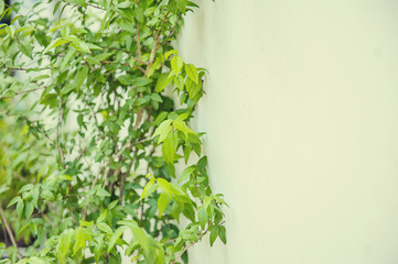 green leafs and white wall