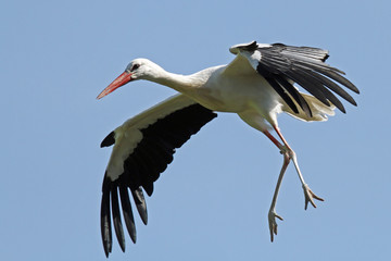 storch bei der landung