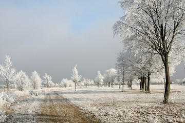 Winterlandschaft mit bereiften Bäumen