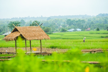 Fototapeta na wymiar green rice field in Pua, Nan province, North of Thailand