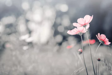  Vintage color cosmos flower in the field. © applezoomzoom