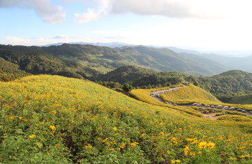 Obraz premium Panoramic scenery of Mexican sunflowers field on the hill with mountainous landscape and cloudy sky background. 
