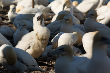 Obraz premium Northern Gannet (Morus bassanus) on best with chick at breeding colony, Bass Rock, Scotland, United Kingdom
