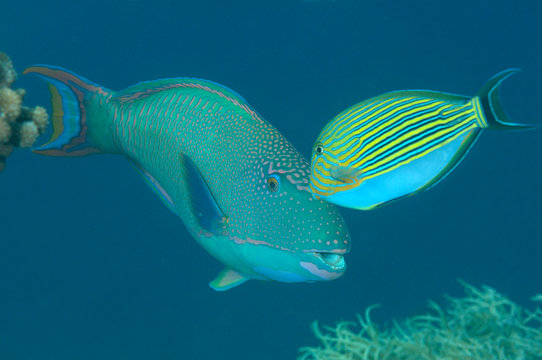 Striped surgeonfish ( Paracanthurus hepatus )  gives the   stoplight parrotfish (Sparisoma viride) a kiss, Bali, Indonesia
