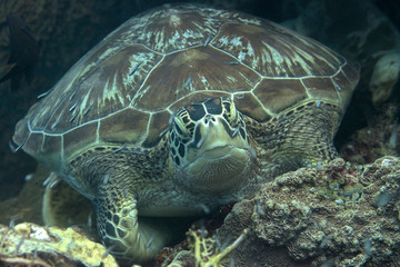 Obraz premium Green sea turtle (Chelonia mydas ) resting on corals of Bali, Indonesia