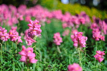 Obraz premium Pink flowers in garden