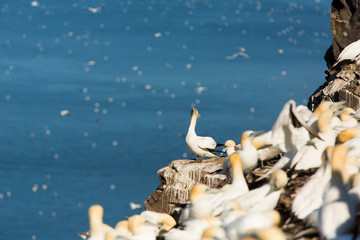 Northern Gannet (Morus bassanus) landing at nest  at breeding colony,  Bass Rock, Scotland, United Kingdom