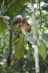 Cremefarbenes Riesenhörnchen - Borneo, Malaysia