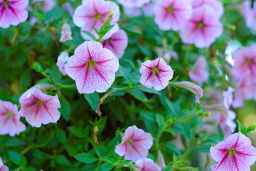 Pink flowers and background blurred by a flower garden.