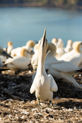 Northern Gannet (Morus bassanus) pair billing together at nest  at breeding colony,  Bass Rock, Scotland, United Kingdom