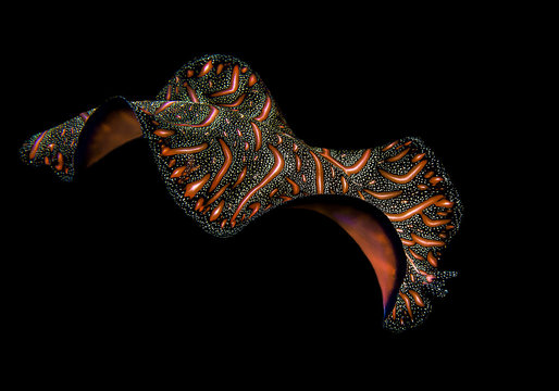 Persian carpet flatworm ( Pseudobiceros bedfordi ) swimming at night over coral reef of  Bali, Indonesia