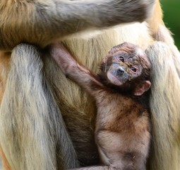 Nasenaffen - Mutter mit Baby, Sabah, Borneo - Malaysia