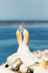 Northern Gannet (Morus bassanus) pair billing and bonding at nest with chick,  breeding colony at bass rock, united Kingdom