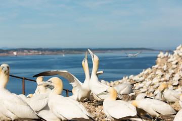 Northern Gannet (Morus bassanus)  displaying, wing shaking and sky pointing, at breeding colony,  Bass Rock, Scotland, United Kingdom