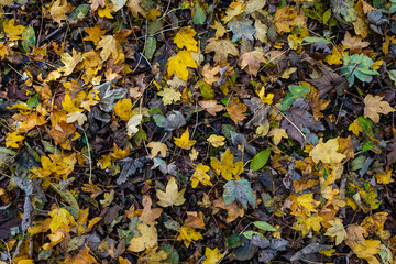mix of autumn leaves on forest floor