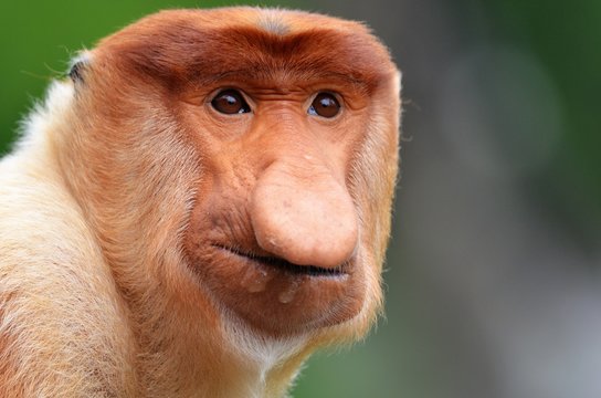 Protrait eines m&auml;nnlichen Nasenaffen, Borneo - Malaysia