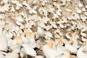 Northern Gannet (Morus bassanus) at nest site at breeding colony,  Bass Rock, Scotland, United Kingdom