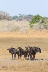 Naklejka na ściany i meble Wildebeest looking in the Serengeti, Tanzania