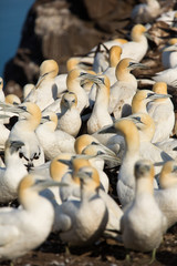 Obraz premium Northern Gannet (Morus bassanus) nesting site at breeding colony, Bass Rock, Scotland, United Kingdom