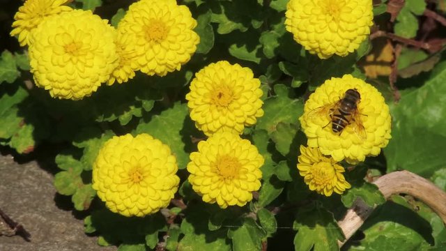 Small chrysanthemums blooming in November