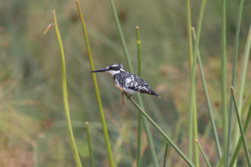 Pied kingfisher on edge of lake in Kenya, Africa