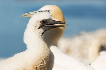 Northern Gannet (Morus bassanus) parent and check at nesting site at breeding colony,  Bass Rock, Scotland, United Kingdom