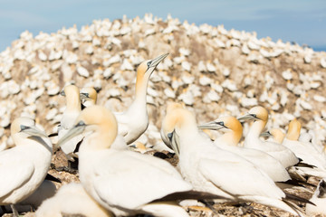 Northern Gannet (Morus bassanus) parent and check at nesting site at breeding colony,  Bass Rock, Scotland, United Kingdom