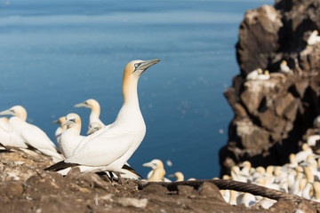 Northern Gannet (Morus bassanus) parent and chick at nesting site at breeding colony,  Bass Rock, Scotland, United Kingdom
