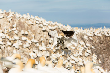 Northern Gannet (Morus bassanus) landing with nesting material at nesting site at breeding colony,  Bass Rock, Scotland, United Kingdom