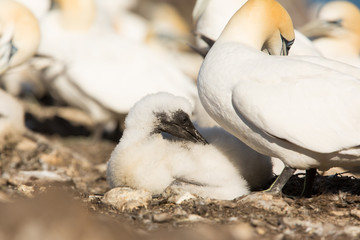 Northern Gannet (Morus bassanus) resting with parent bird at breeding colony,  Bass Rock, Scotland, United Kingdom