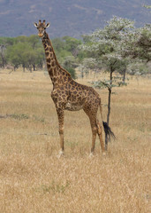 Giraffe standing and looking in Serengeti savanna, Tanzania